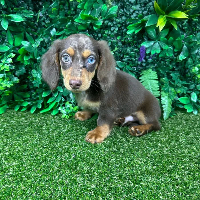 Male Dachshund puppy named Woody for sale at Puppy Dreams - Parks Mall.