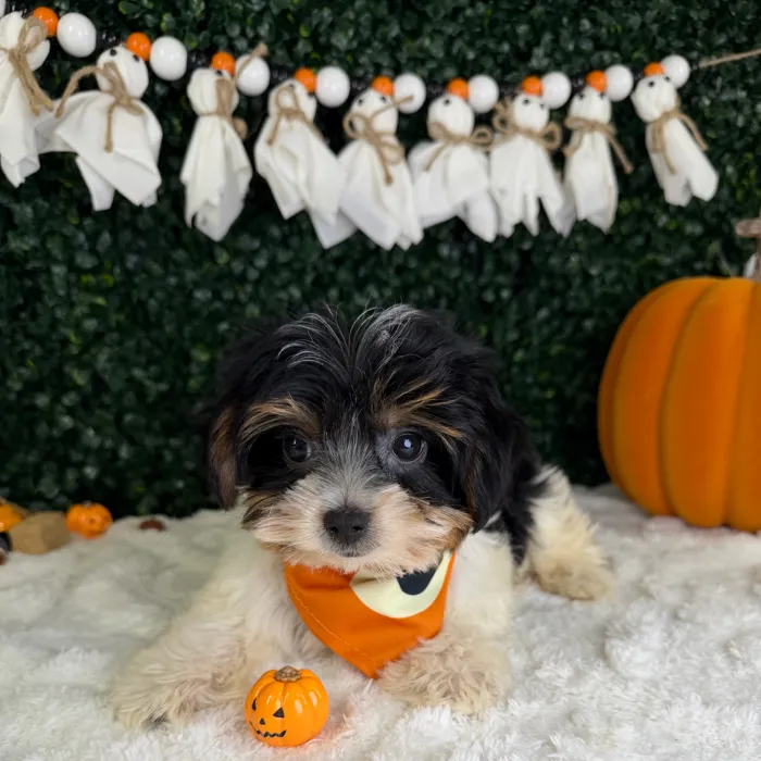 Male Parti Yorkie puppy named Gus for sale at Puppy Dreams - Garland.